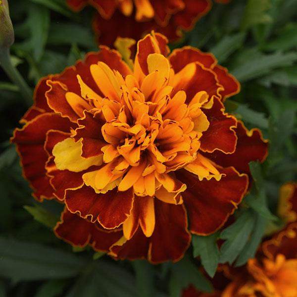 marigold-bonanza-harmony-marigold-1665595668.jpg
