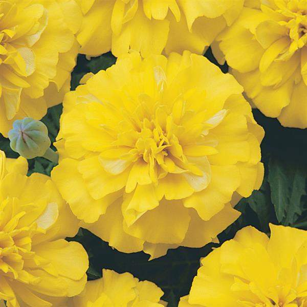 marigold-bonanza-yellow-marigold-1665595703.jpg