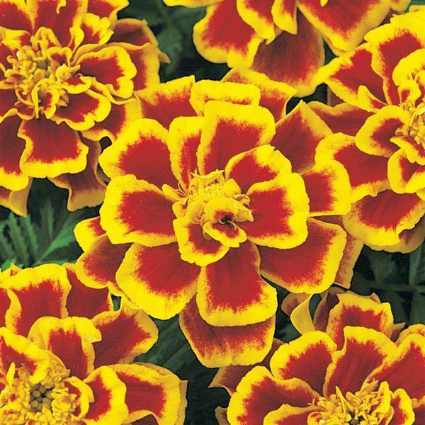 marigold-durango-bee-marigold-1665595739.jpg