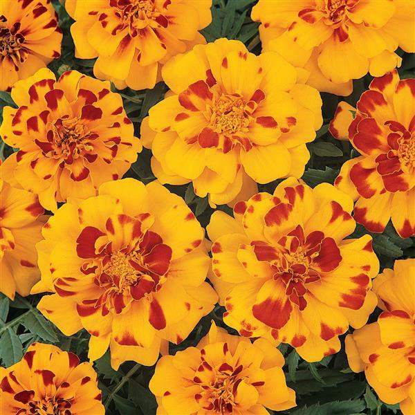 marigold-durango-bolero-marigold-1665595752.jpg
