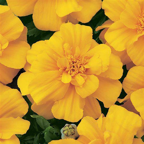 marigold-durango-gold-marigold-1665595786.jpg