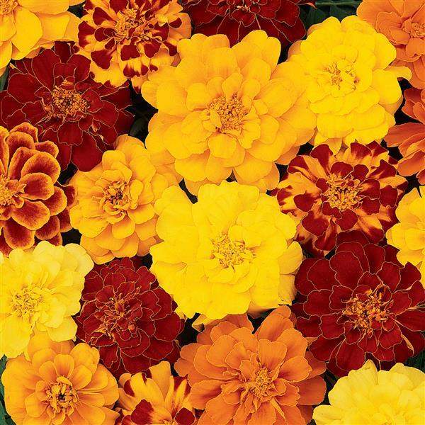 marigold-durango-mix-marigold-1665595803.jpg
