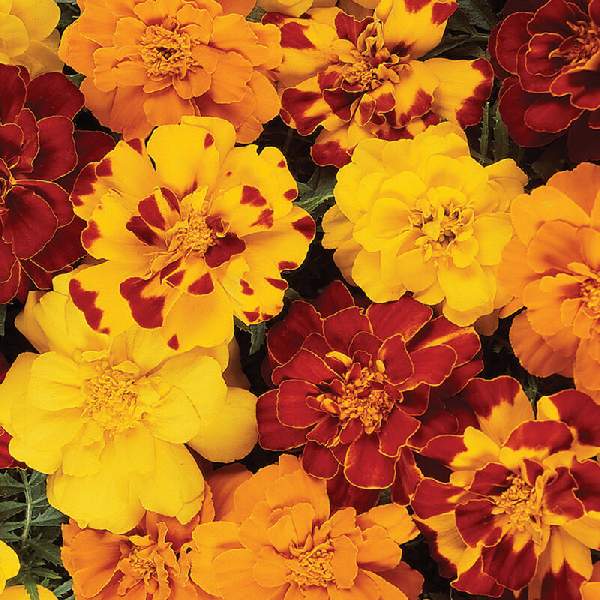 marigold-durango-outback-mix-marigold-1665595970.jpg