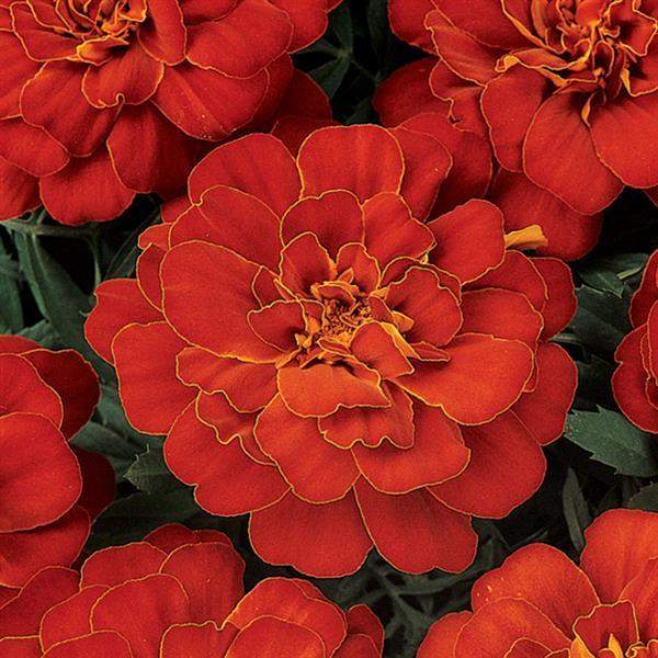 marigold-durango-red-marigold-1665595880.jpg