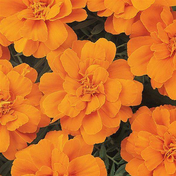 marigold-durango-tangerine-marigold-1665595898.jpg