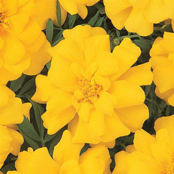 marigold-durango-yellow-marigold-1665595916.jpg