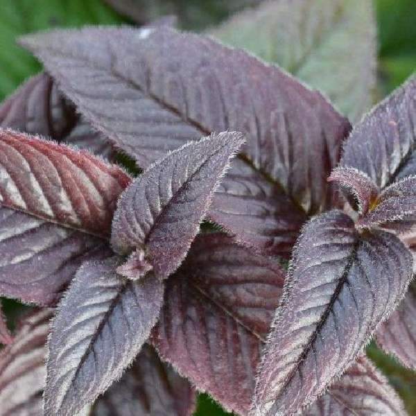 Monarda