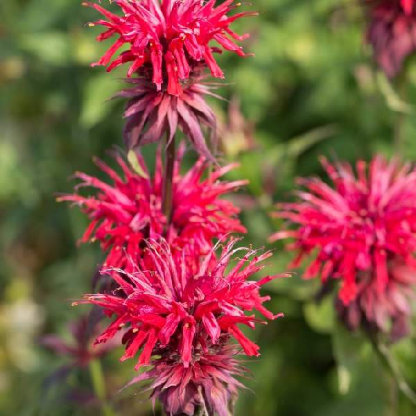 monarda-fireball-monardaaa-1724951759.jpg