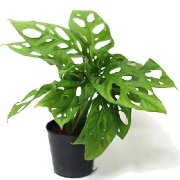 Monstera