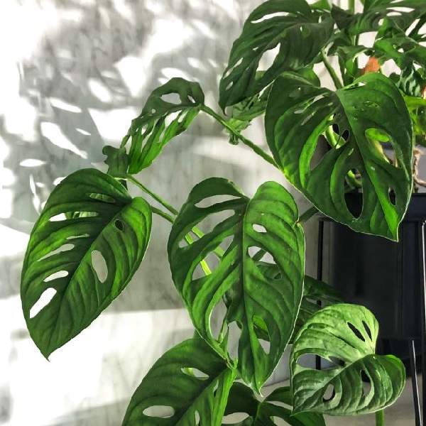 Wholesale Monstera Houseplant Starter Plants