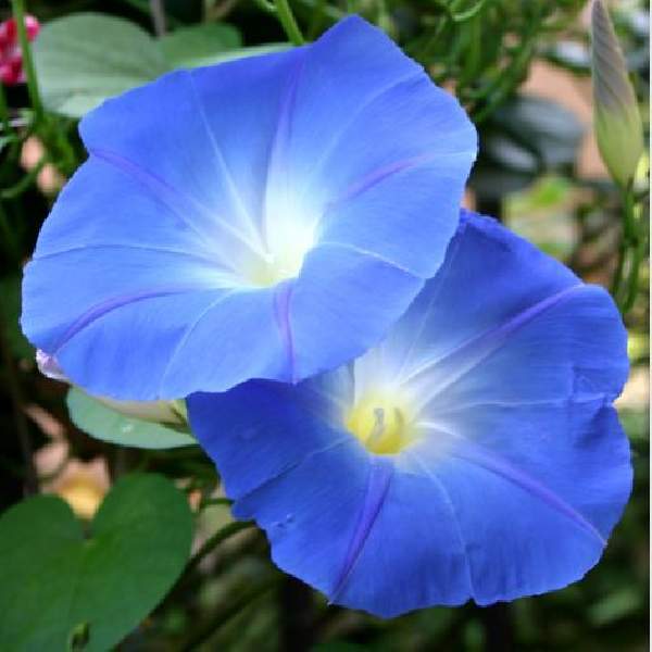 Image Of Morning Glory Heavenly Blue