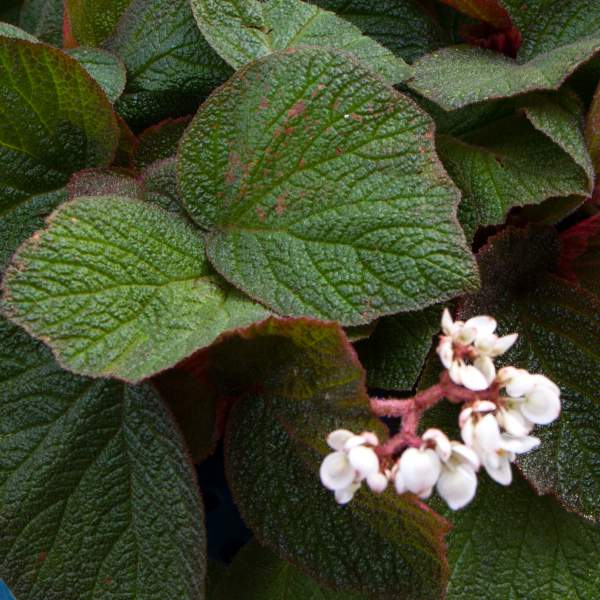 Begonia Morocco