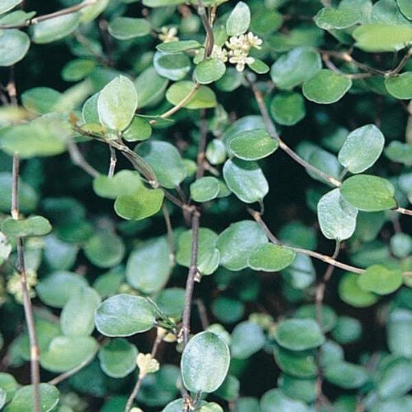 muehlenbeckia-axillaris-foliage.jpg