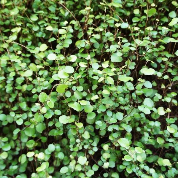 muehlenbeckia-complexa-foliage.jpg