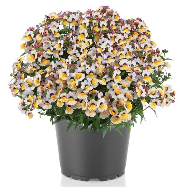 NEMESIA NESIA BANANABERRY