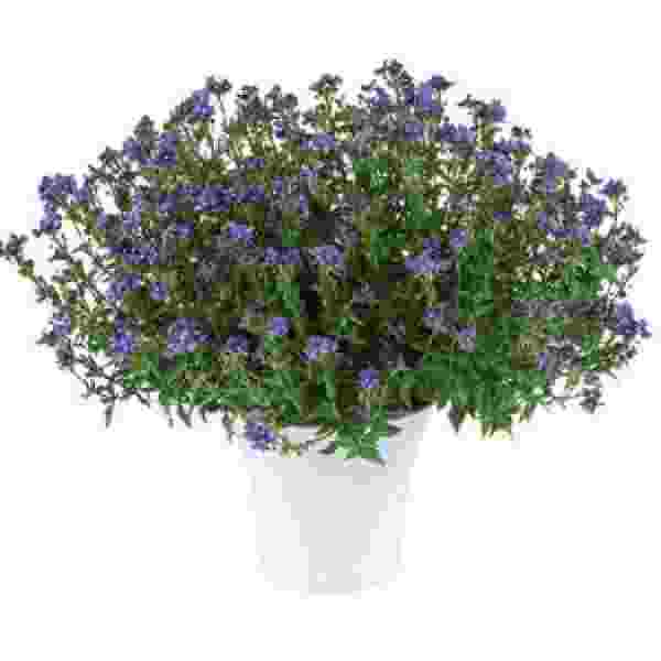 NEMESIA NESIA DENIM