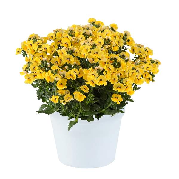 NEMESIA NESIA INCA