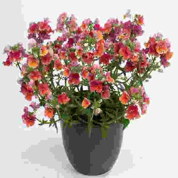 NEMESIA NESIA TROPICAL