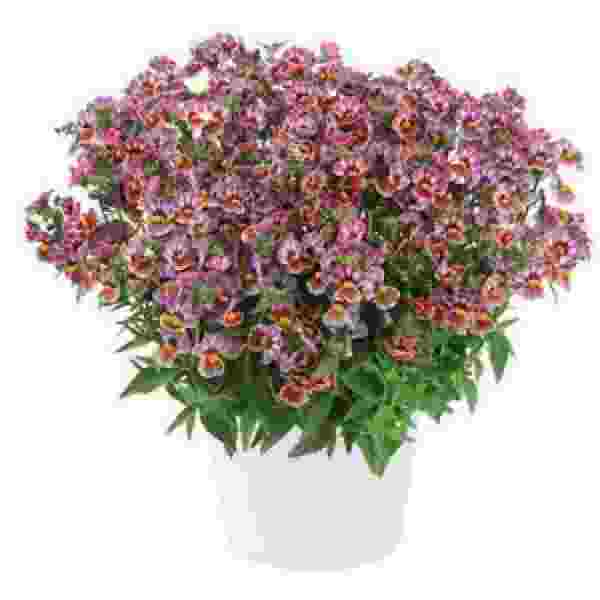 NEMESIA NESIA TUTTI FRUTTI