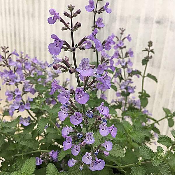 Nepeta