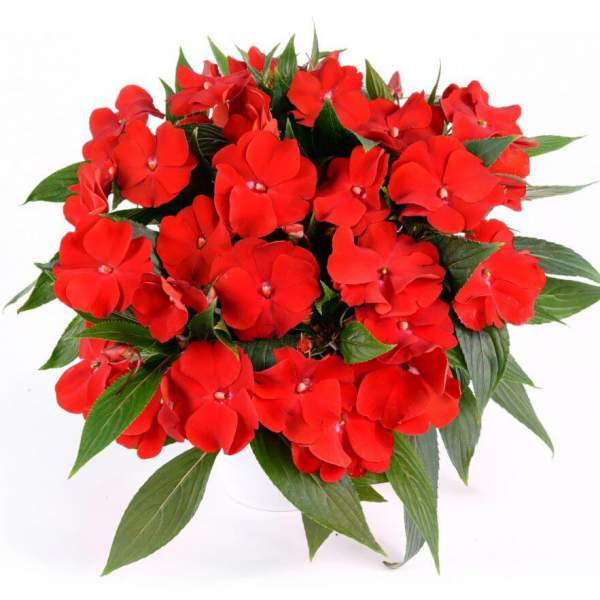 NEW GUINEA IMPATIENS HARMONY BOLD RED