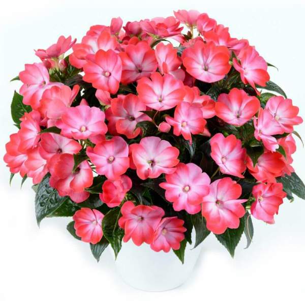 new-guenia-impatiens-harmony-radiance-hot-pink.jpg