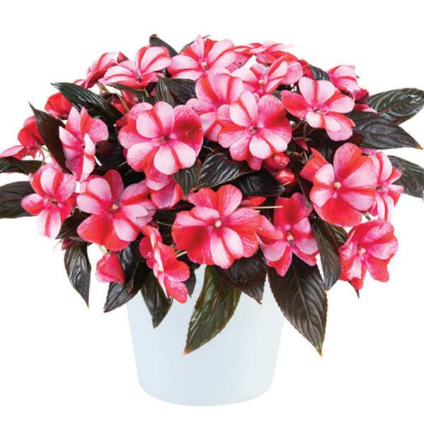 new-guinea-impatiens-harmony-bicolor-red-new-guinea-impatiens.jpg