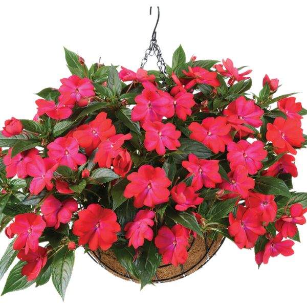 NEW GUINEA IMPATIENS HARMONY COLORFALL NEON RED