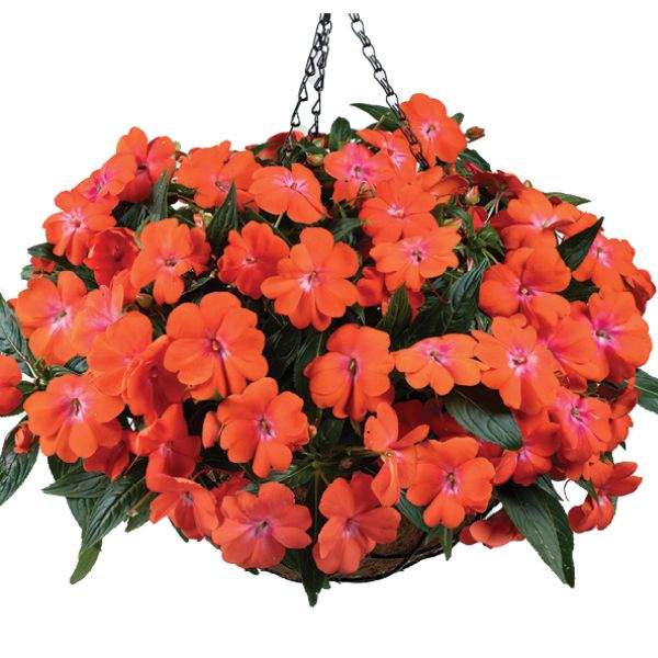 new-guinea-impatiens-harmony-colorfall-orange-new-guinea-impatiens-1659984618.jpg