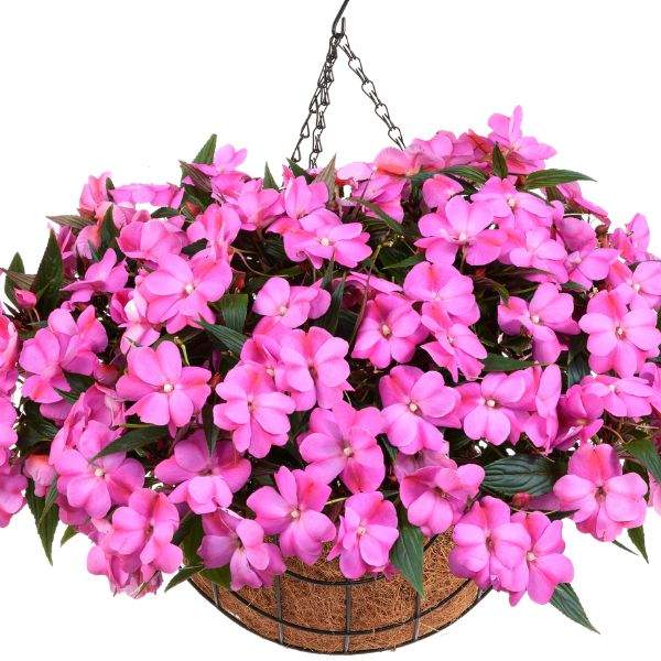 new-guinea-impatiens-harmony-colorfall-passion-new-guinea-impatiens-1659984625.jpg