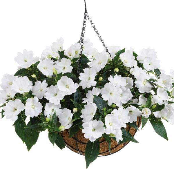 new-guinea-impatiens-harmony-colorfall-white-new-guinea-impatiens-1659984639.jpg