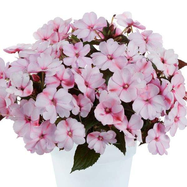 new-guinea-impatiens-sol-luna-blush-new-guinea-impatiens-1659984645.jpg
