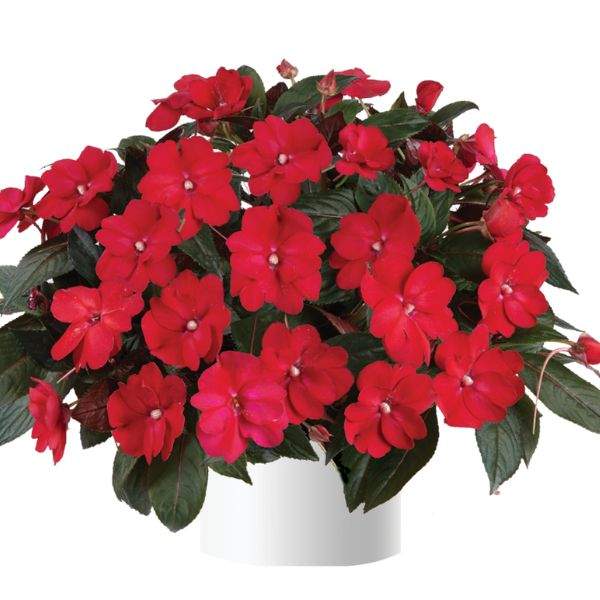 new-guinea-impatiens-sol-luna-candy-apple-new-guinea-impatiens-1659984651.jpg