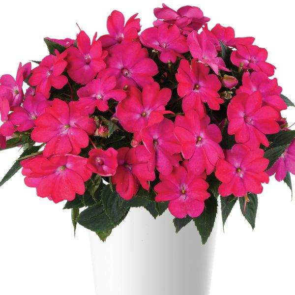NEW GUINEA IMPATIENS SOL LUNA ELECTRIC PINK