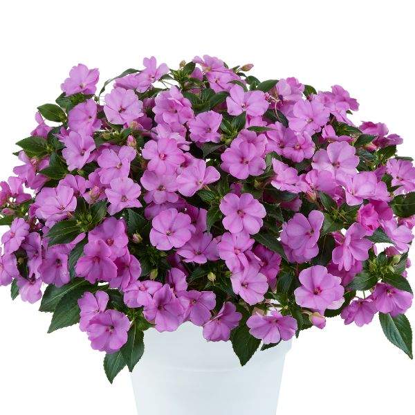 new-guinea-impatiens-sol-luna-lilac-new-guinea-impatiens-1659984675.jpg