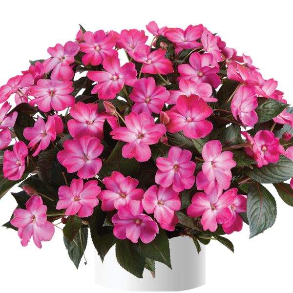 NEW GUINEA IMPATIENS SOL LUNA PINK