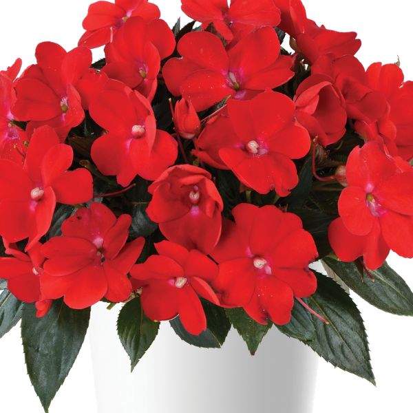NEW GUINEA IMPATIENS SOL LUNA RED
