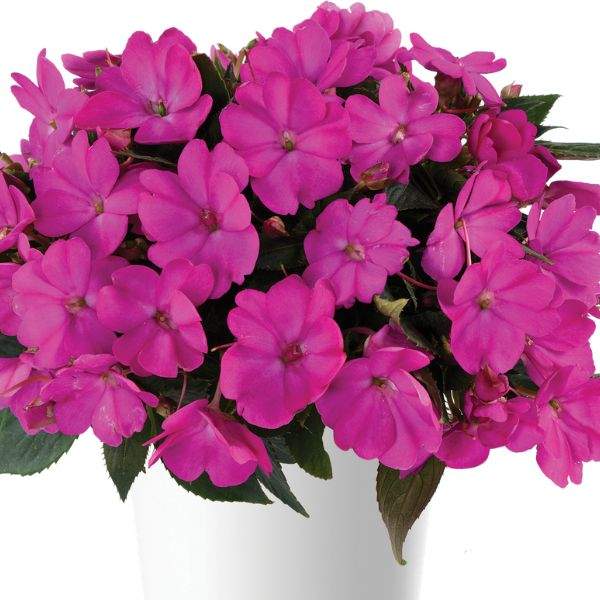 new-guinea-impatiens-sol-luna-ultra-violet-new-guinea-impatiens-1659984721.jpg