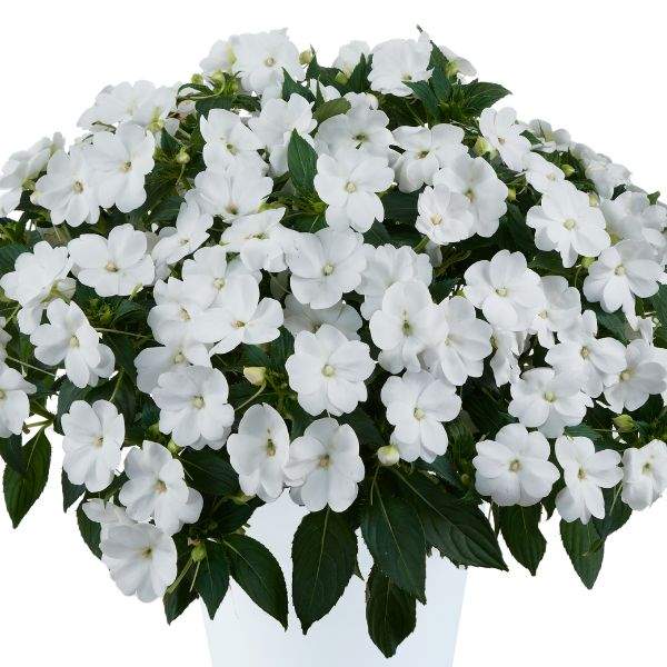 new-guinea-impatiens-sol-luna-white-new-guinea-impatiens-1659984728.jpg