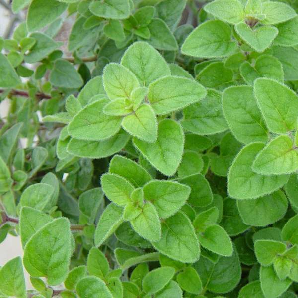 Oregano Greek