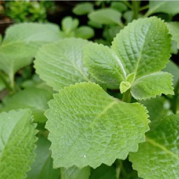 Wholesale Oregano Herb Starter Plants