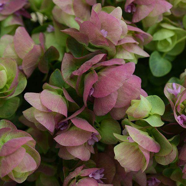 Oregano Ornamental Kirigami