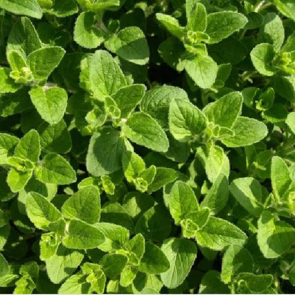 Oregano Simply Herbs