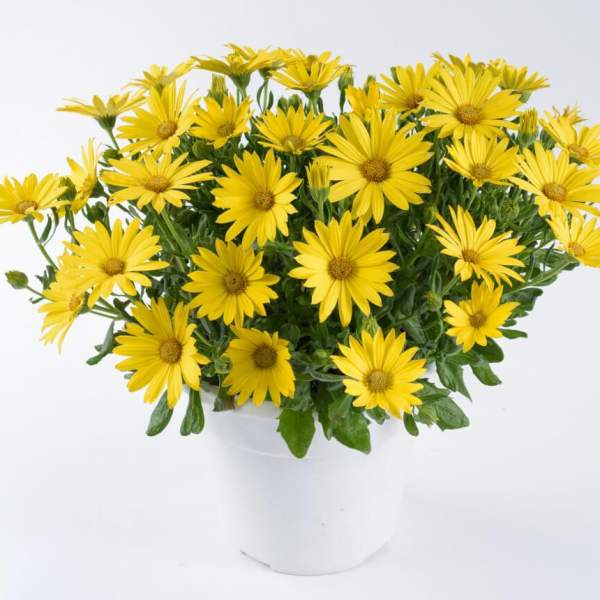 osteospermum-ostica-glamour.jpg
