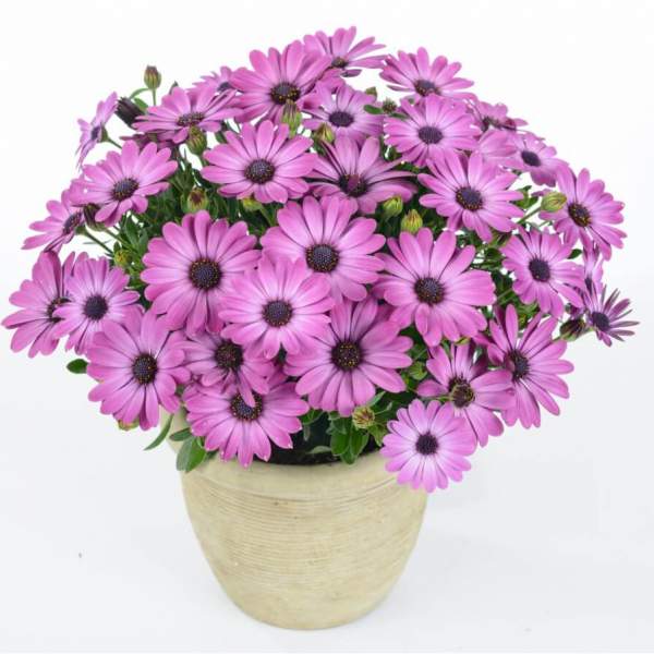 OSTEOSPERMUM OSTICA MEGA PINK