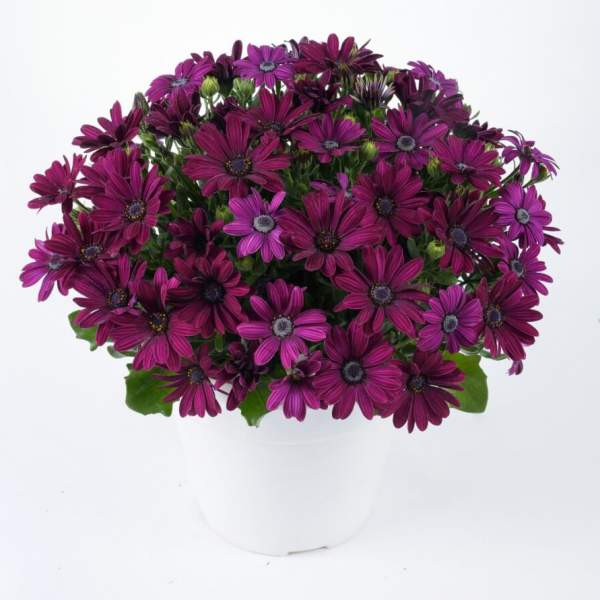 OSTEOSPERMUM OSTICA MIDNIGHT
