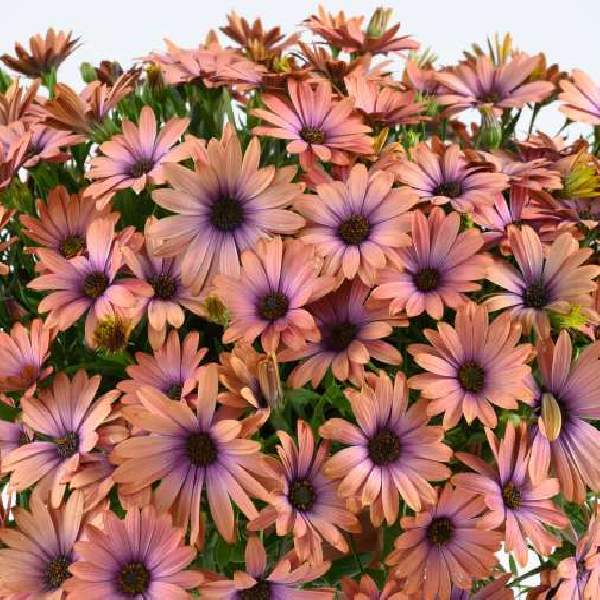 osteospermum-osticade-aurora-osteospermum-1689878672.jpg