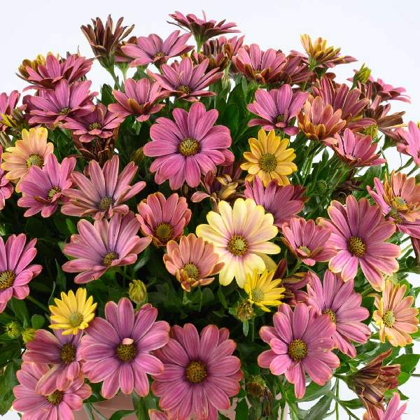 osteospermum-osticade-twilight-moon-osteospermum-1689878701.jpg