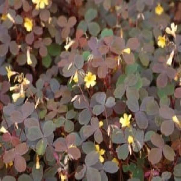 Oxalis