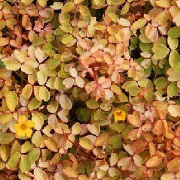 oxalis-siliquosa-sunset-velvet-oxalis-1660056777.jpg